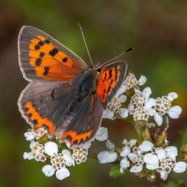 capture_decran_2024-10-13_184000.png Thumbnail